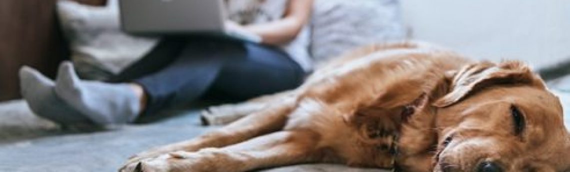 o your tenants have pets?